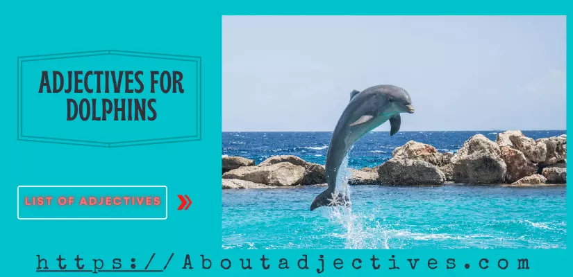 adjectives for dolphins