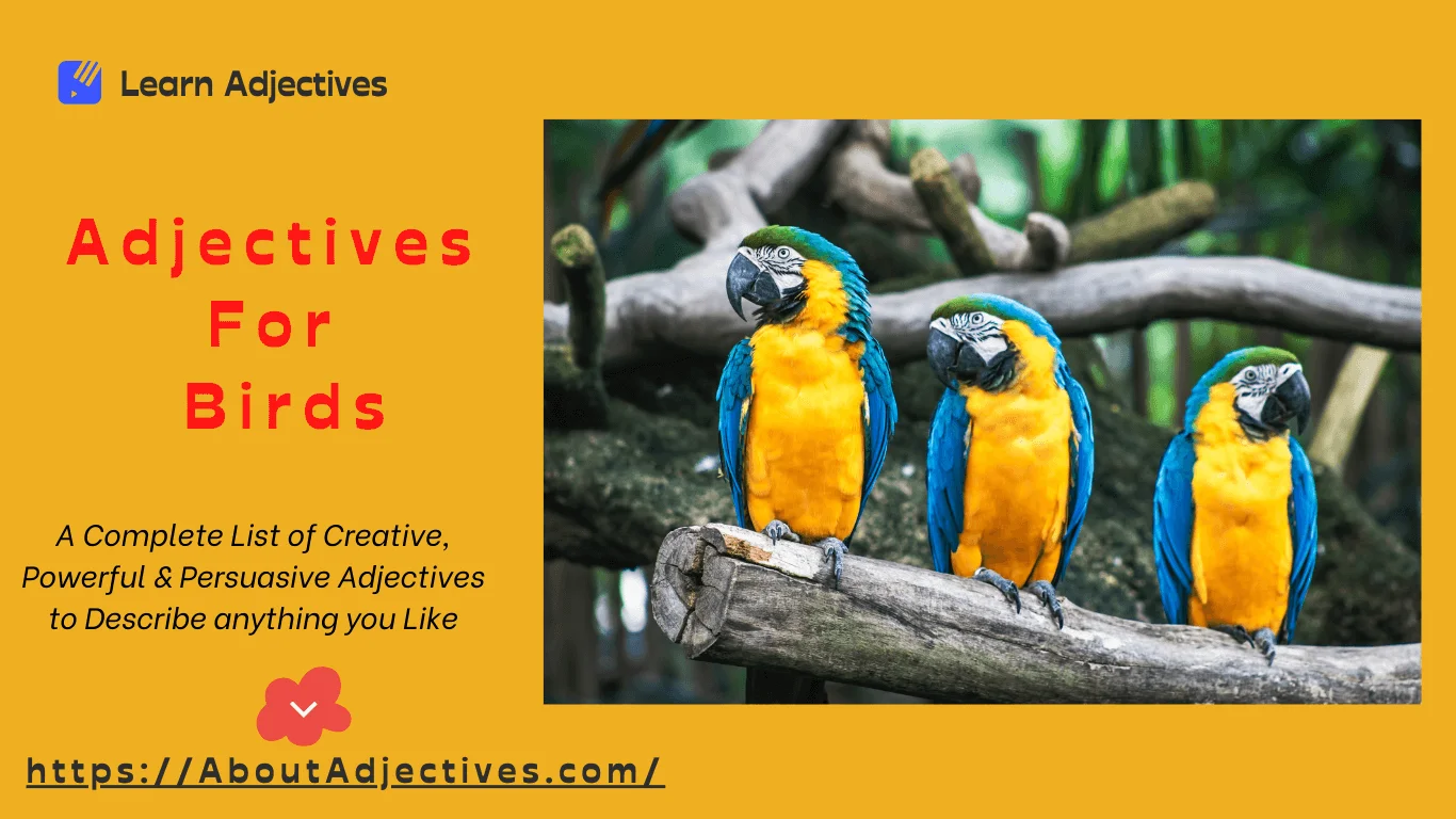 Adjectives For Birds