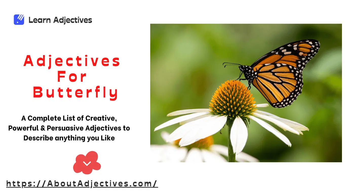 Adjectives For Butterfly