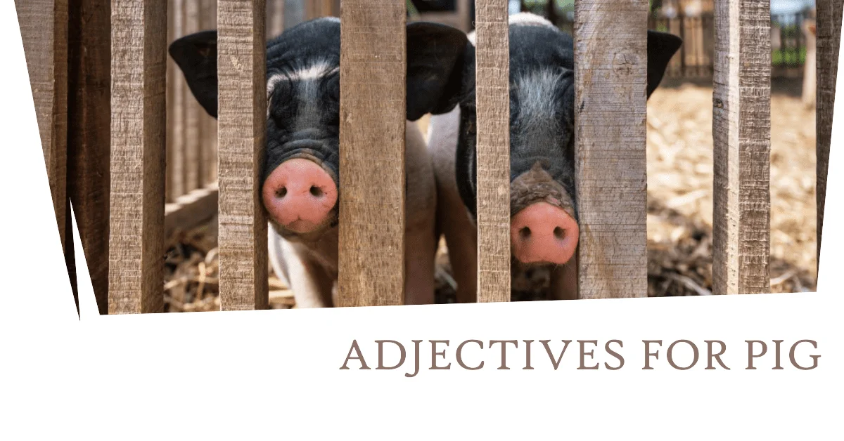 adjectives for pig