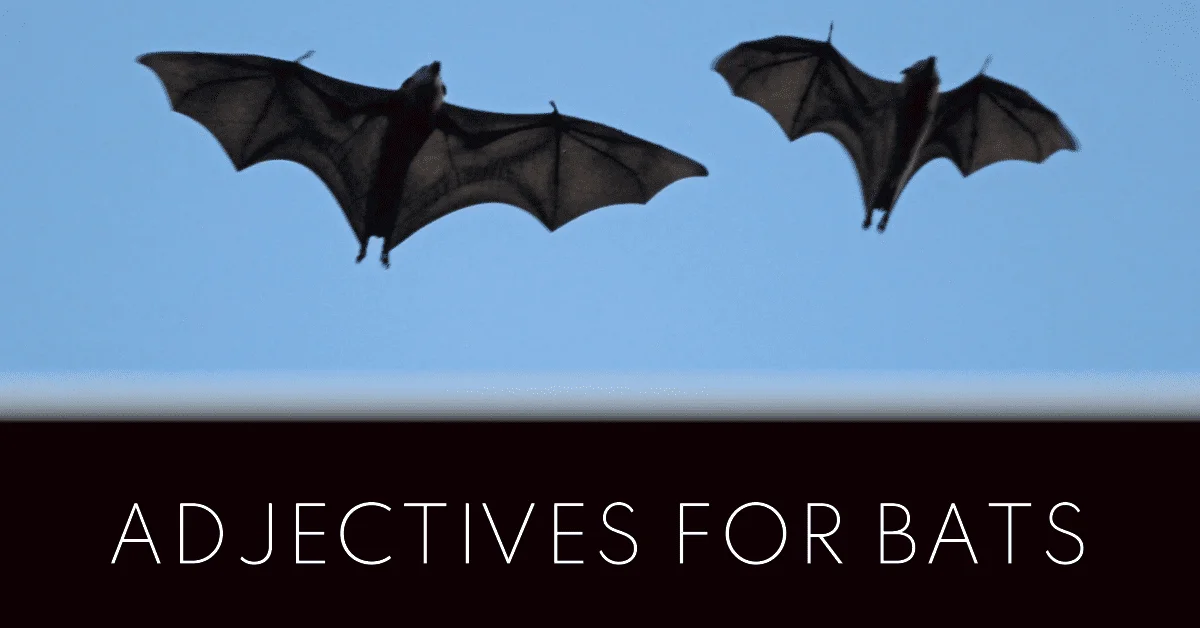 adjectives for bats