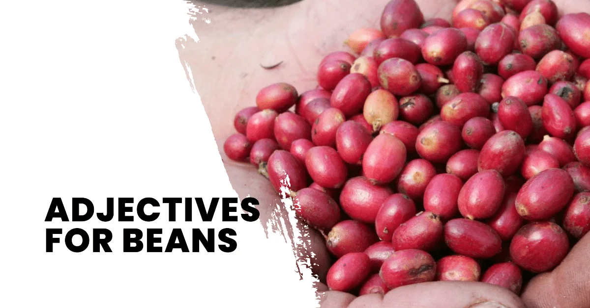 adjectives for beans
