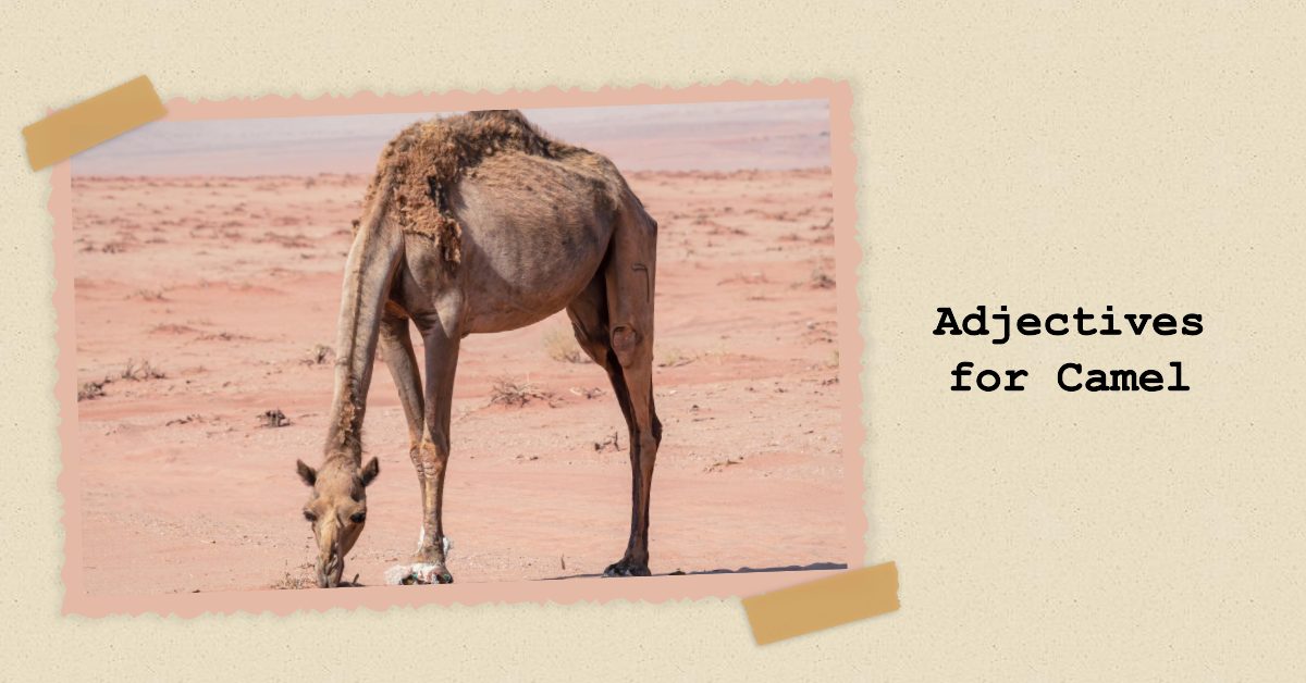 adjectives for camel