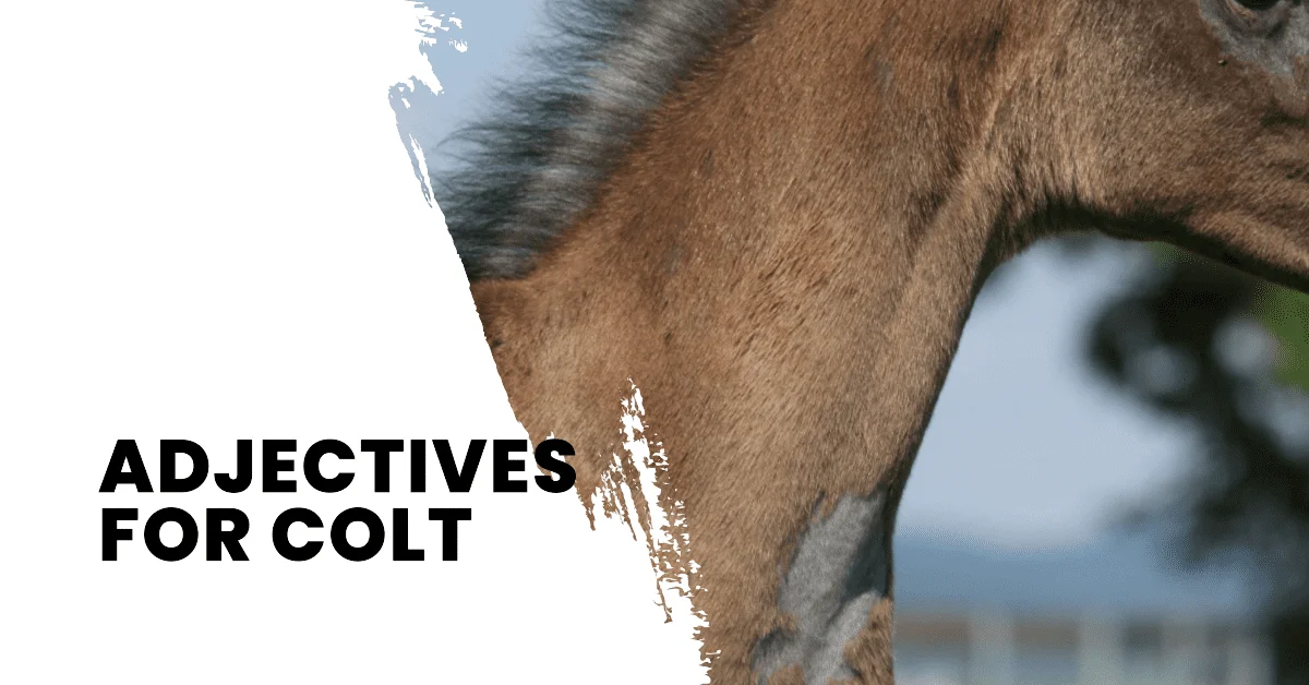 adjectives for colt
