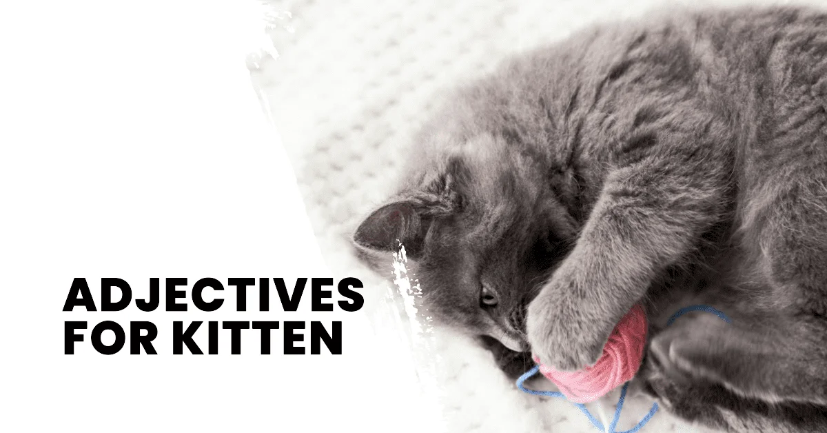 adjectives for kitten