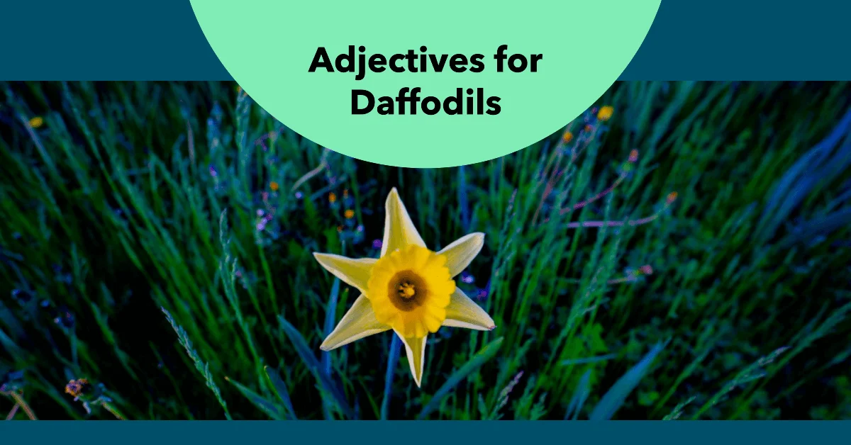 adjectives for daffodils