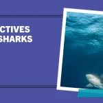 adjectives for sharks