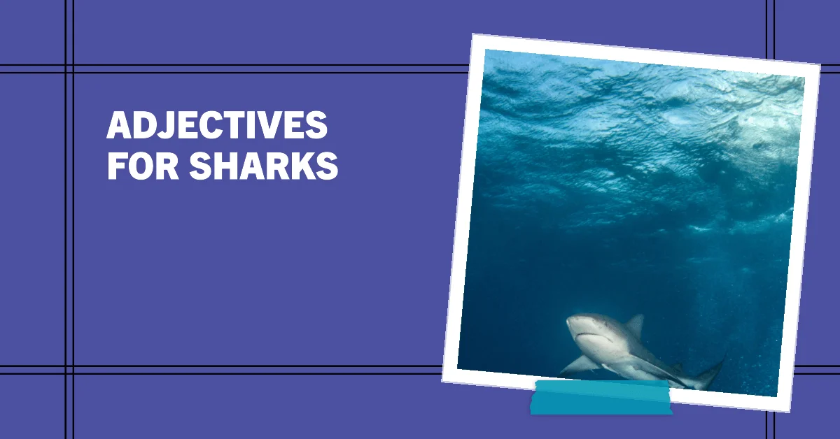 adjectives for sharks
