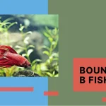 Fish Names that Start with Letter B