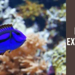 Fish Names that Start with Letter E