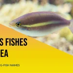 Fish Names that Start with Letter G