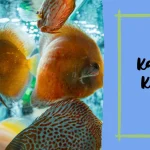 Fish Names that Start with Letter K