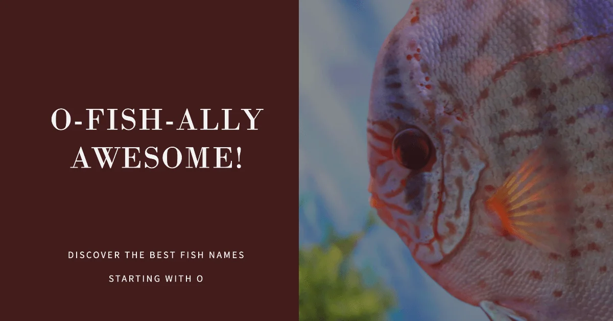 Fish Names that Start with Letter O