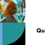 Fish Names that Start with Letter Q