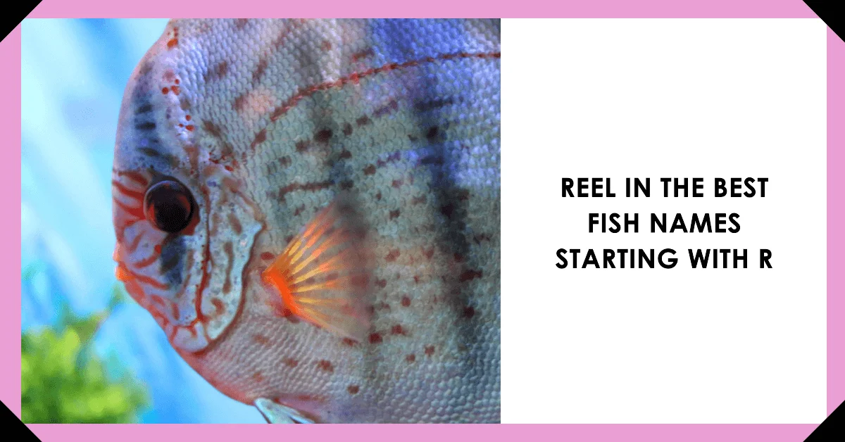 Fish Names that Start with Letter R