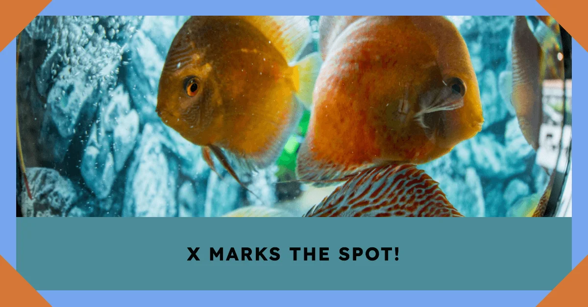 Fish Names that Start with Letter X