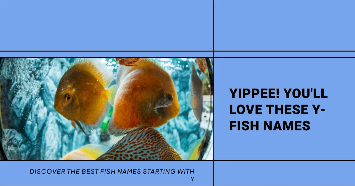 Fish Names that Start with Letter Y