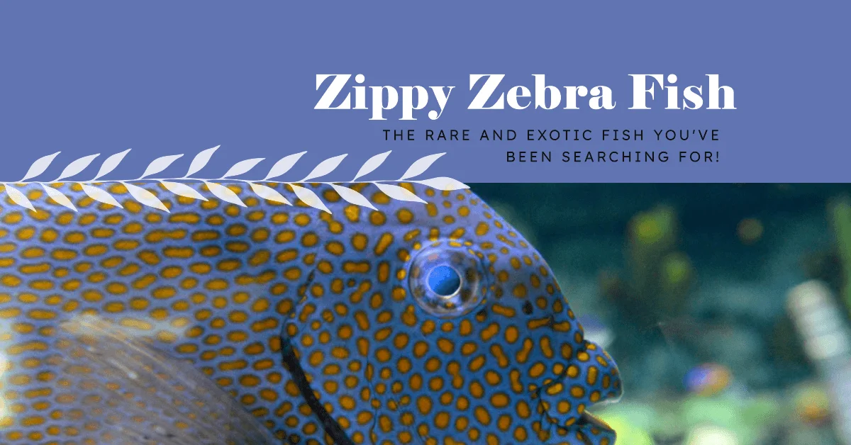 Fish Names that Start with Letter Z