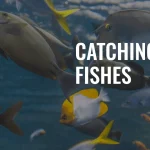 Fish Names that Start with Letter c