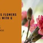 Flower Names that Start with G
