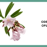 Flower Names that Start with O