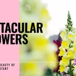 Flower Names that Start with S