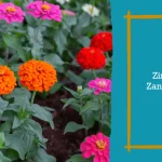 Flower Names that Start with Z