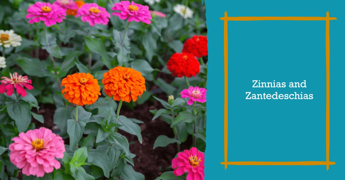 Flower Names that Start with Z